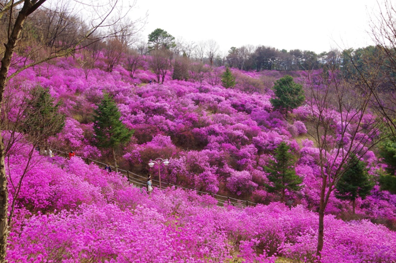 부천 3대 봄꽃축제 대면 축제로   · · ·    다채로운 행사 준비